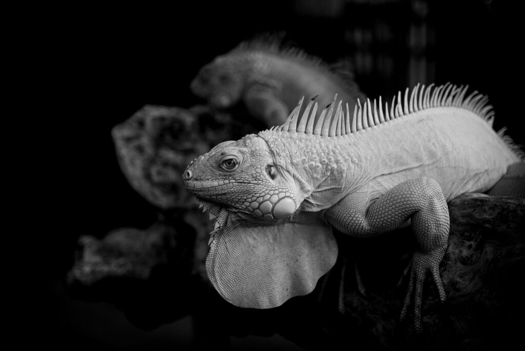 フランチャイズとはスポーツビジネスの成功事例とは？